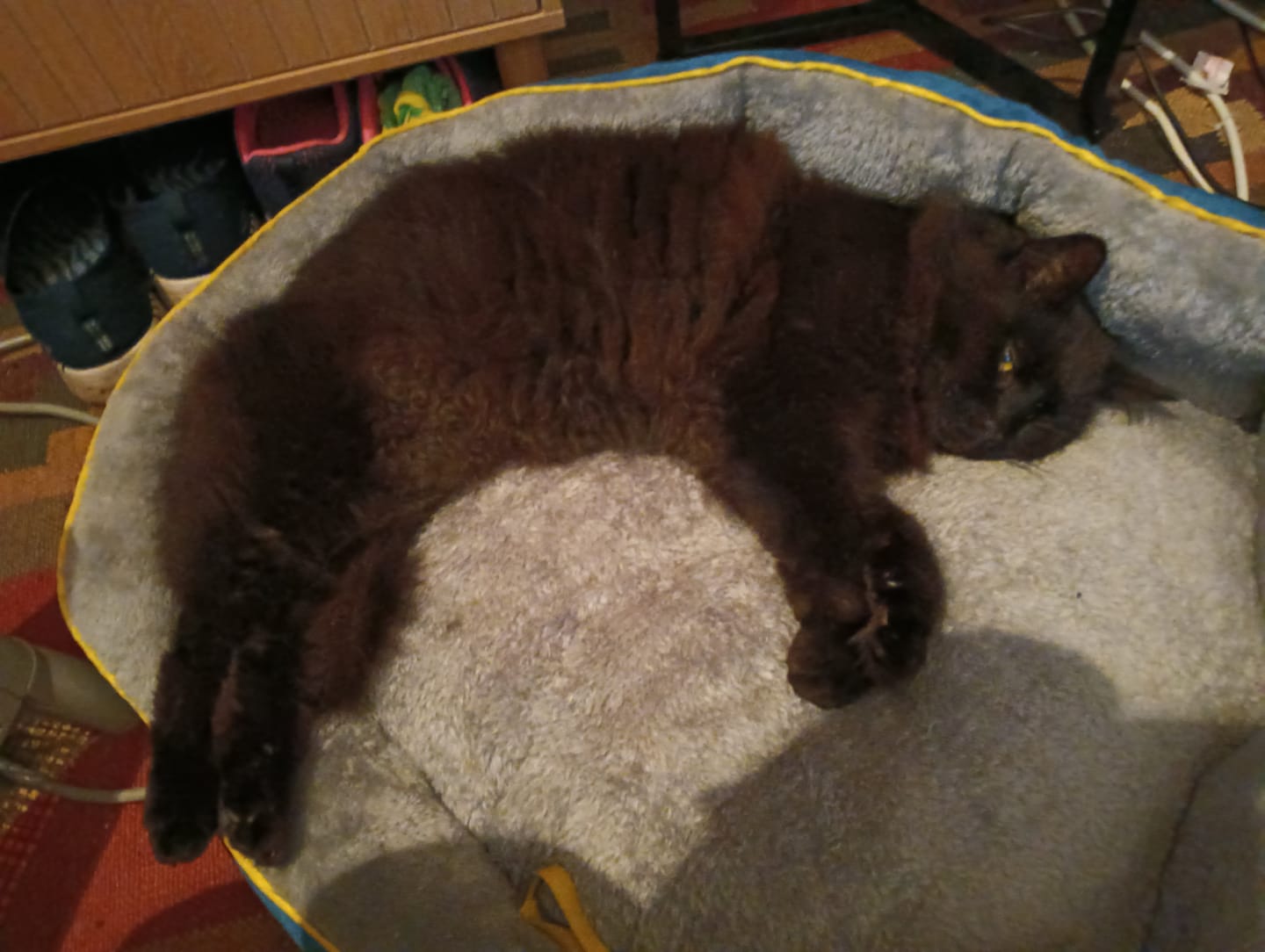 Customer photo review of Electric Pet Heater Bed Thermal Protection