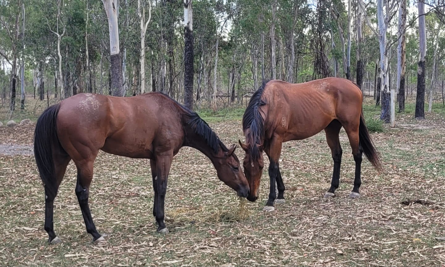 Customer photo review of Digestive EQ