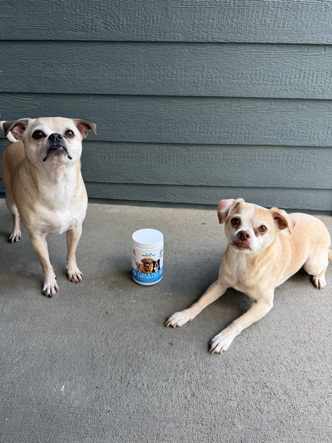 Customer photo review of Flea and Tick Prevention for Dogs – 120 Soft Chews