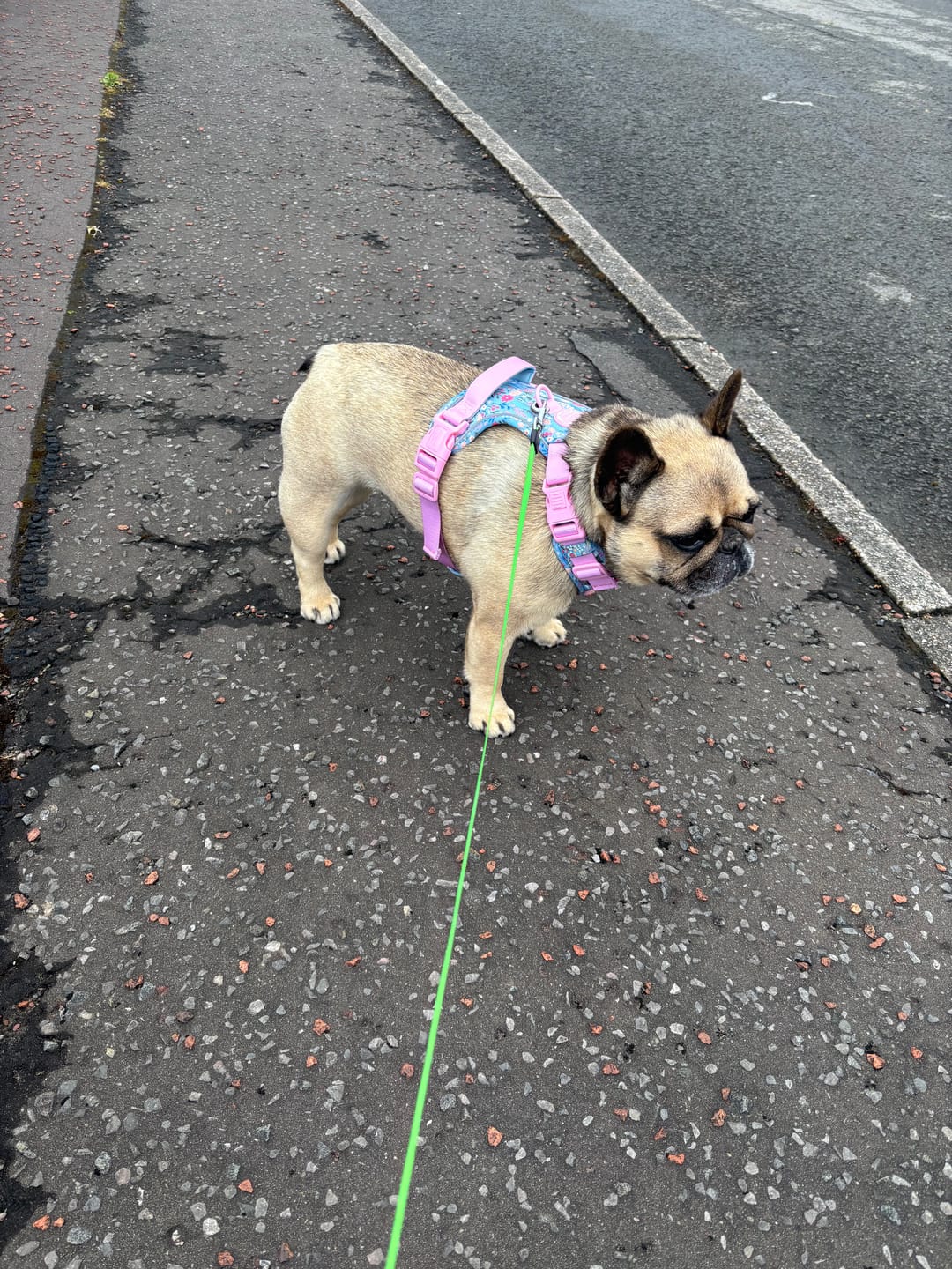 Customer photo review of Tough Trails™ Harness -  Whimsical Wildflowers