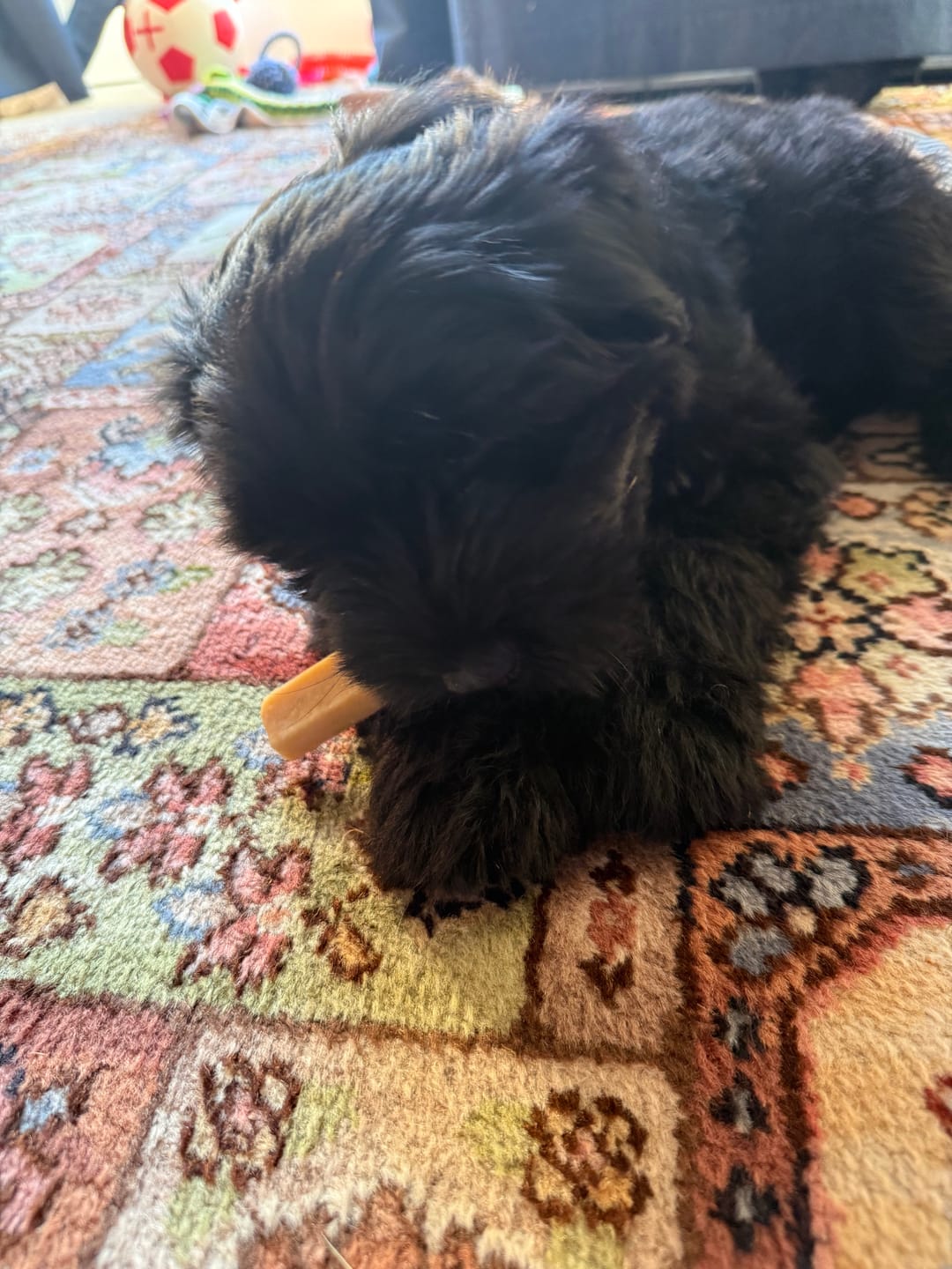 Customer photo review of Himmaleh Yak Chews For Dogs