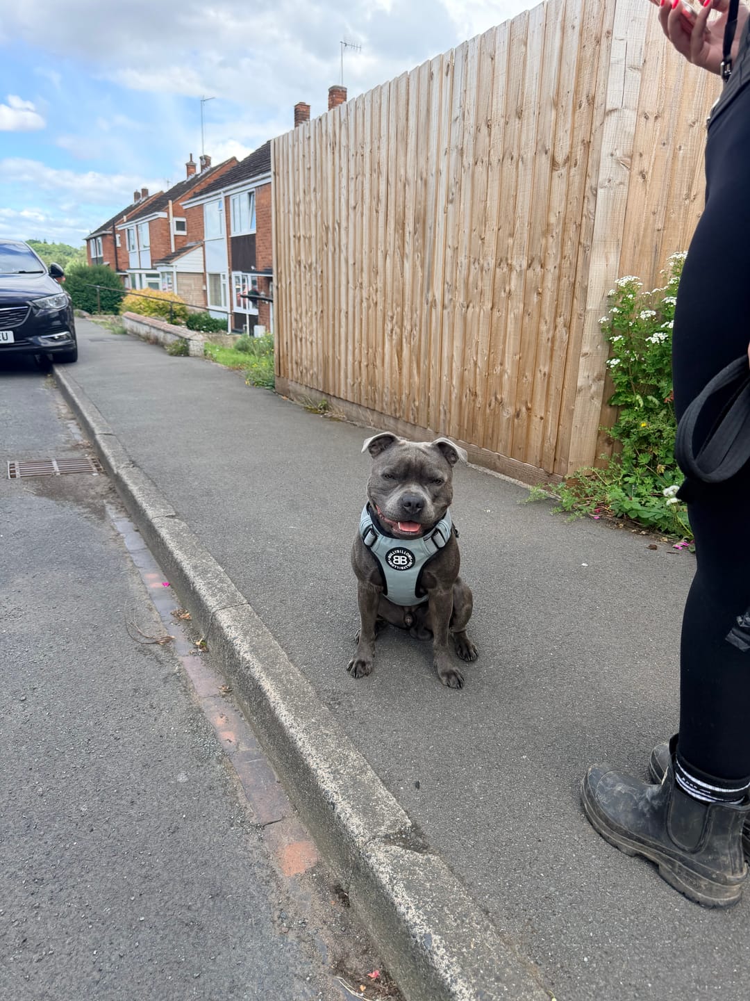 Customer photo review of Comfort Premium Harness | Non Restrictive - Metal Grey