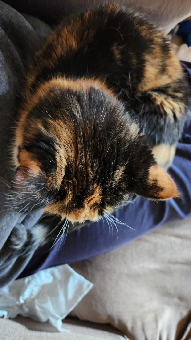 Customer photo review of Cat Weight Gain + Thyroid Support Remedy