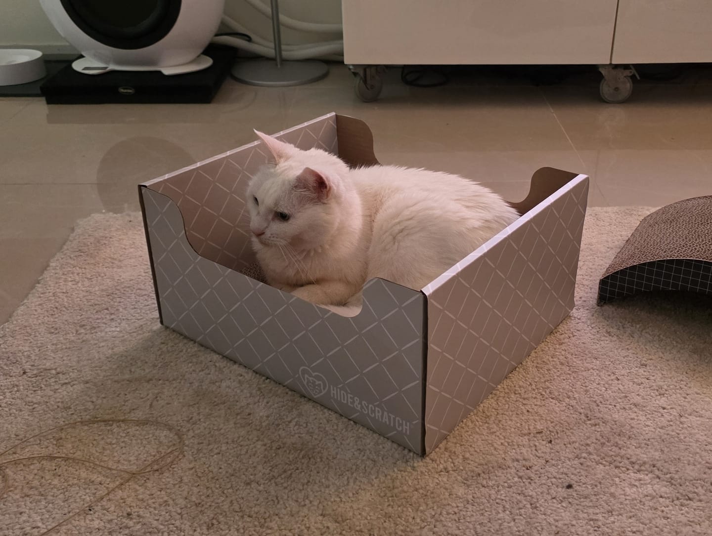 Customer photo review of Hide & Scratch Extra-Large Cat Scratcher Box