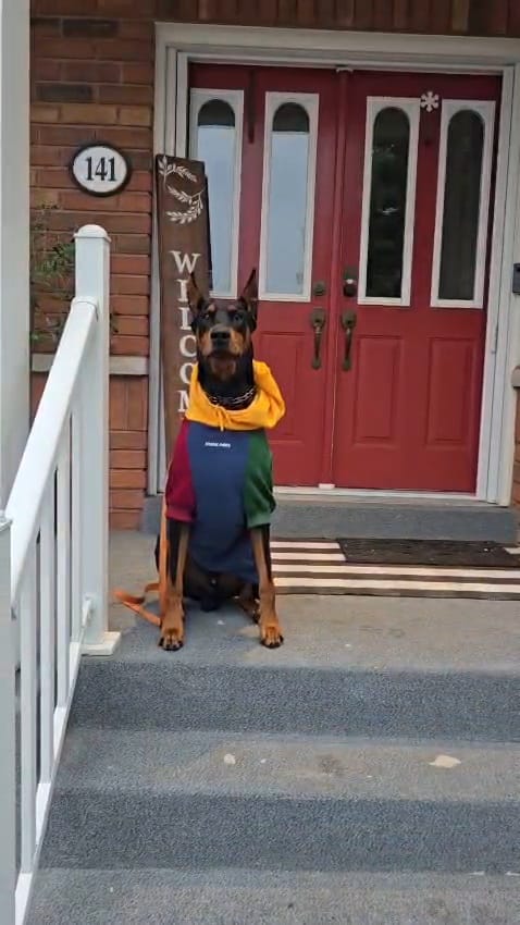 Customer photo review of Primary Color Block Dog Hoodie