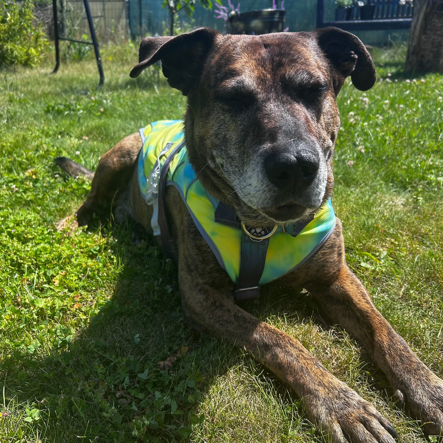 Customer photo review of Chilltech™ Dog Cooling Vests