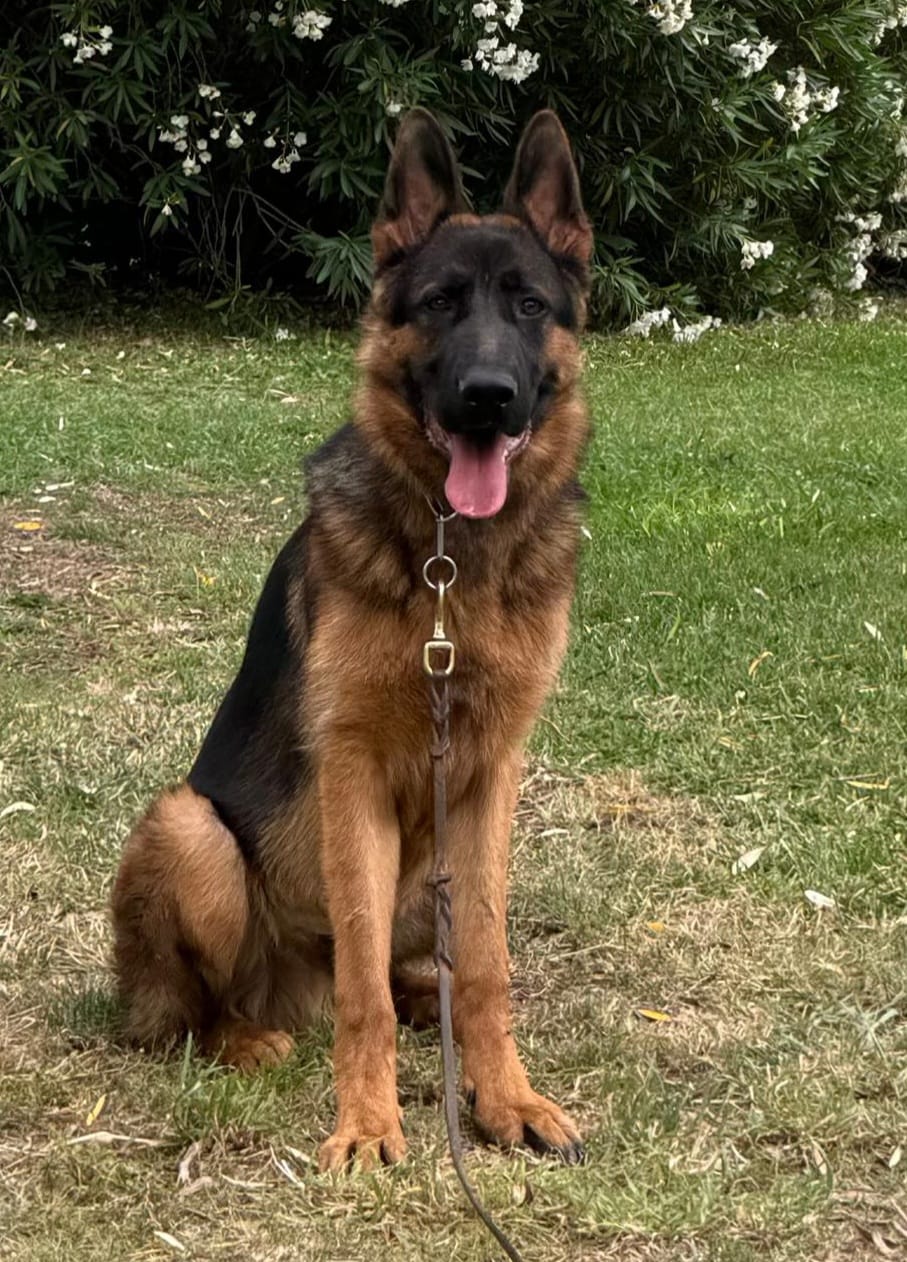 Customer photo review of Grain Free Puppy Salmon & Turkey
