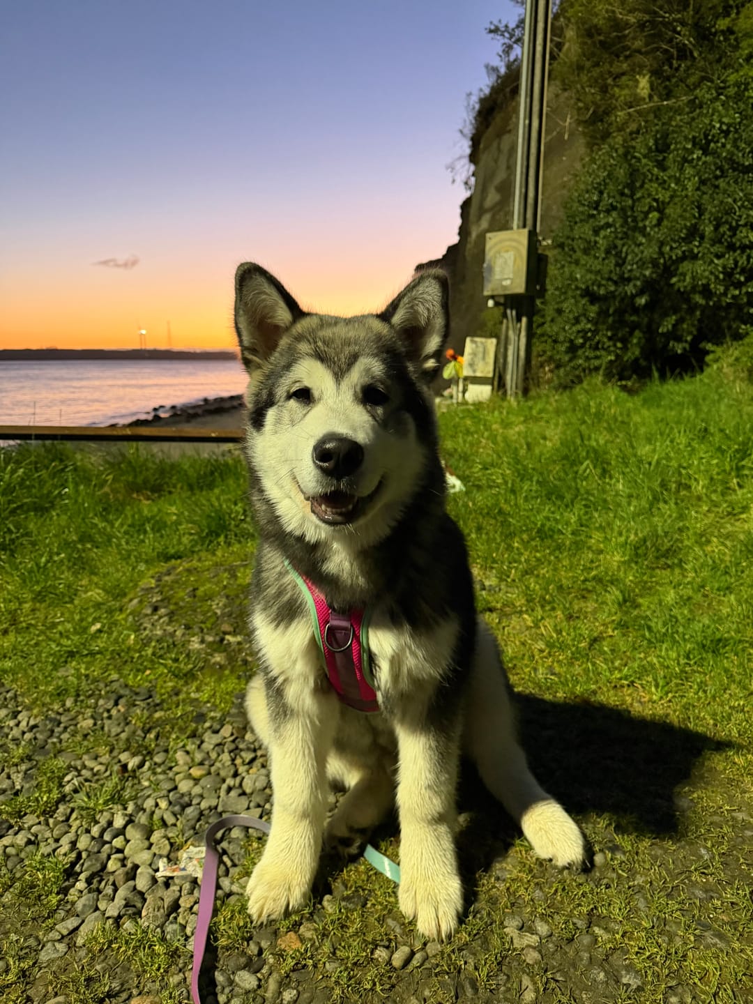Customer photo review of 🐾 Dogpack Sheepdogz Chilco Fucsia🥀