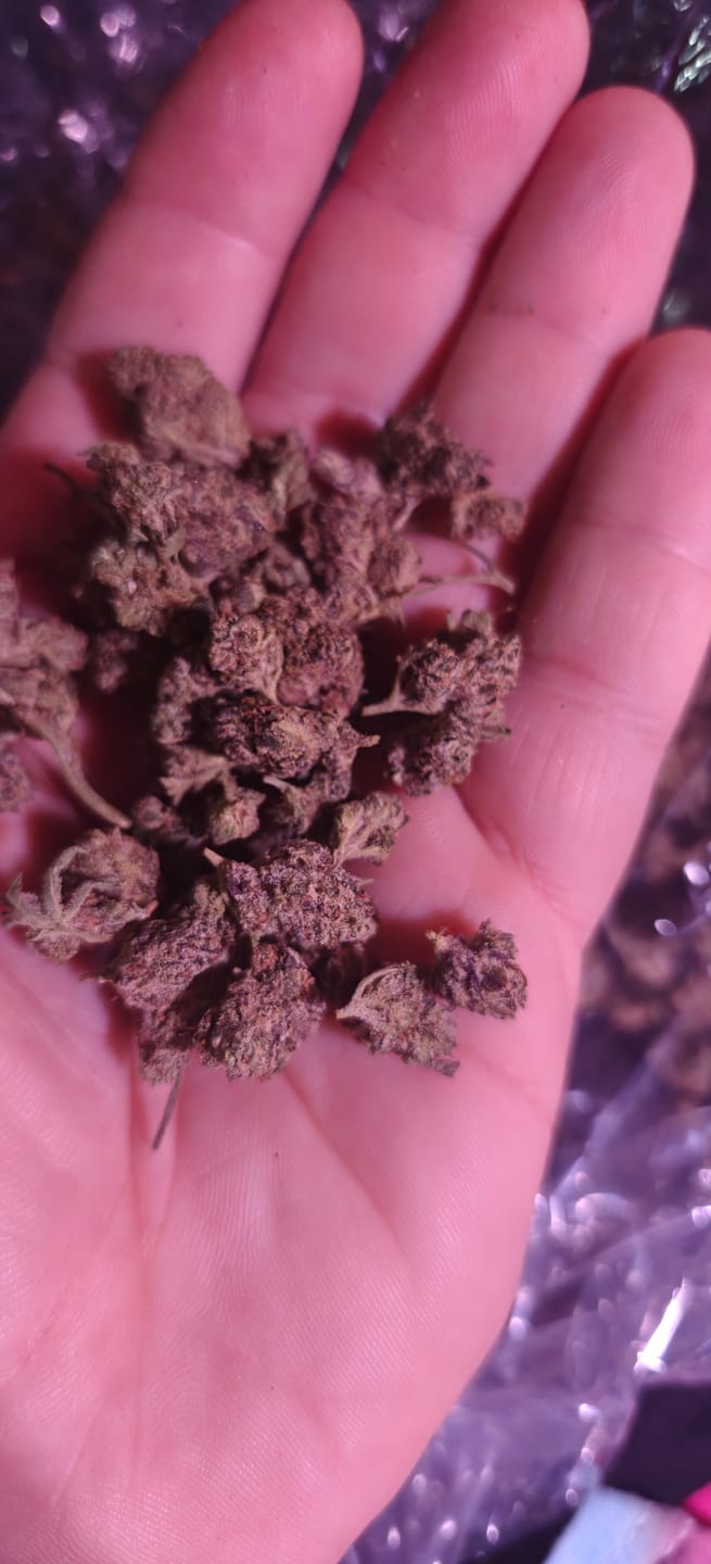 Customer photo review of White Nerds Indoor Mediums - Bulk Mediums - Hybrid