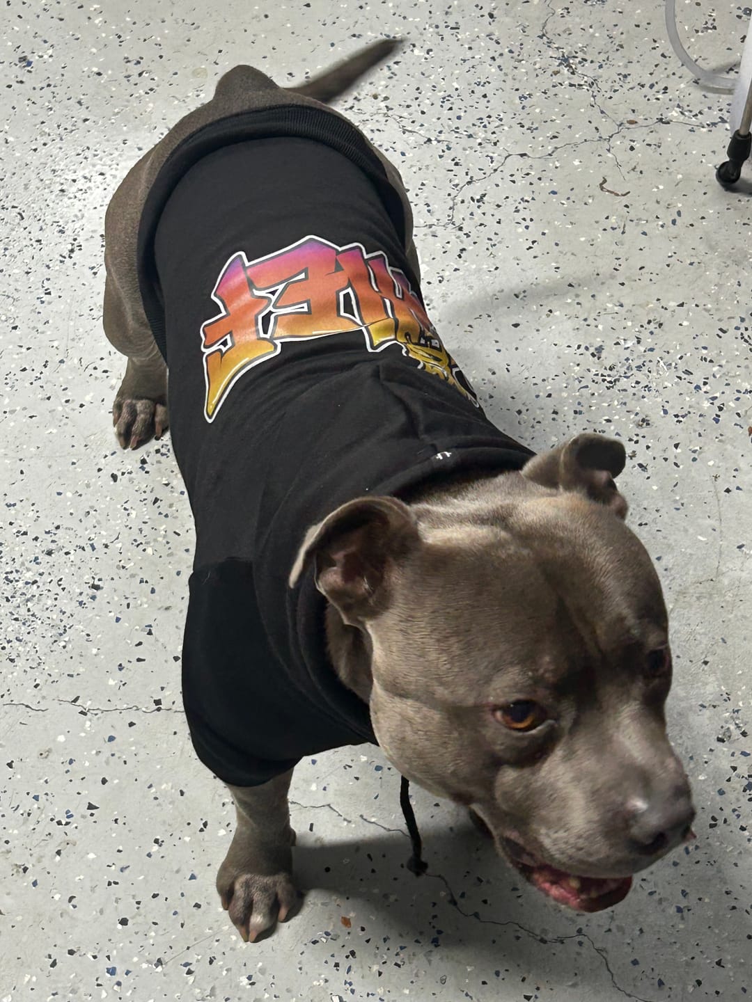 Customer photo review of In Da Hood Dog Hoodie
