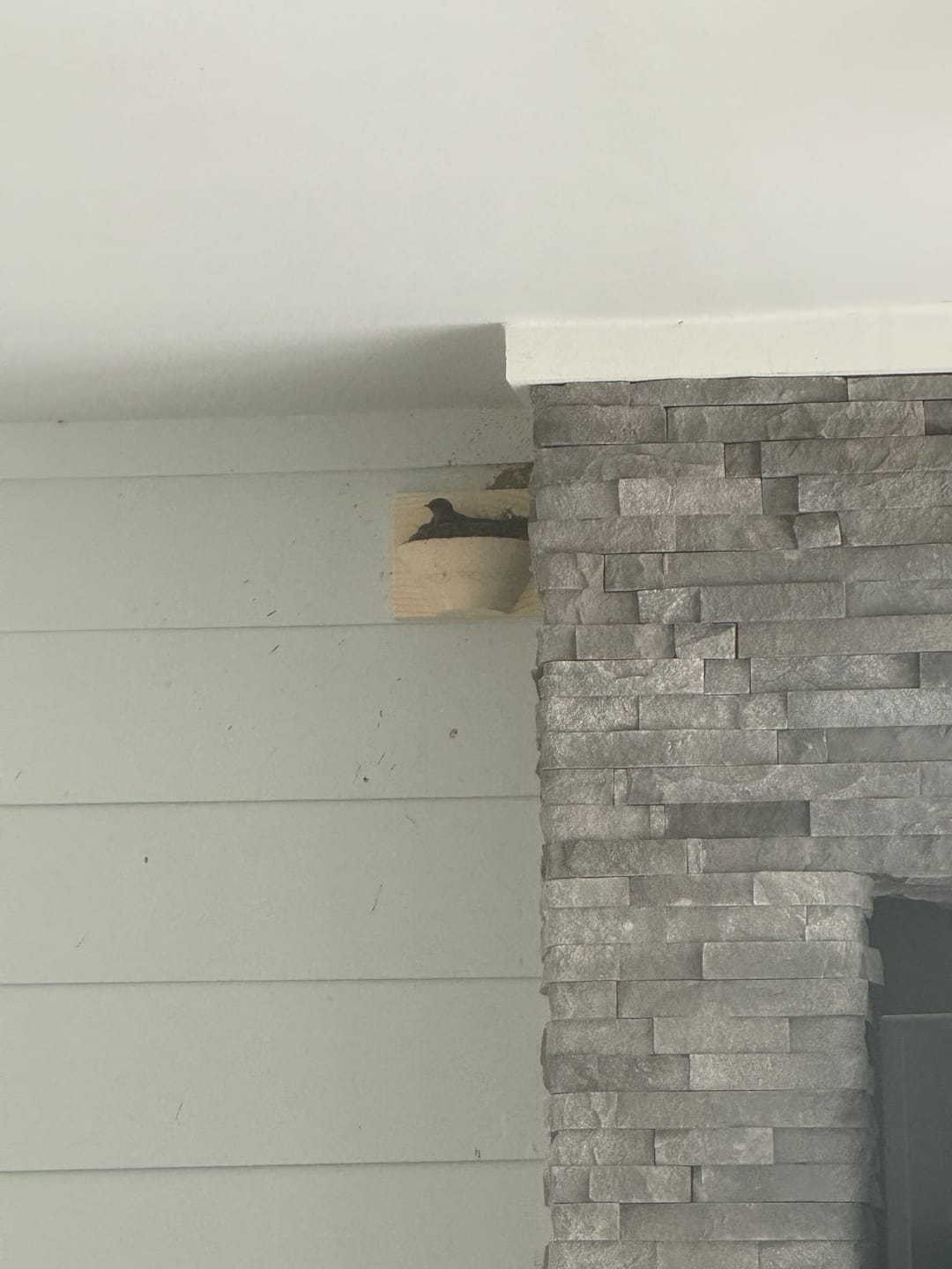 Customer photo review of Barn Swallow Nest Cups - Set of 2