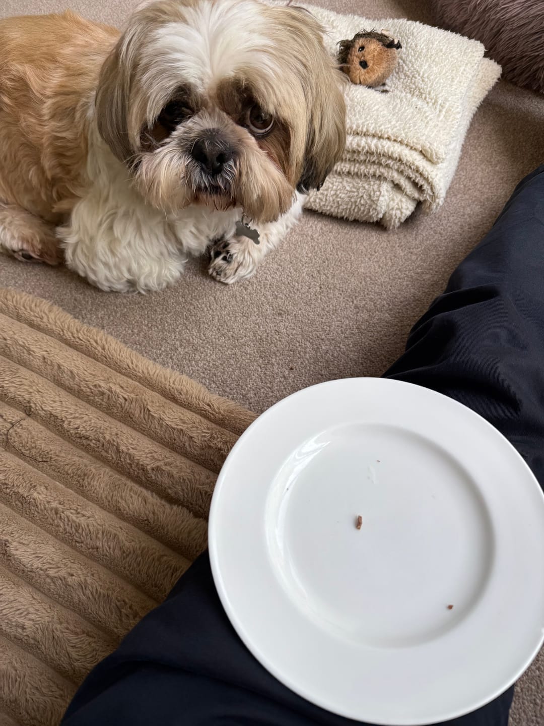 Customer photo review of Pre & Probiotic Supplement Chews for Dogs