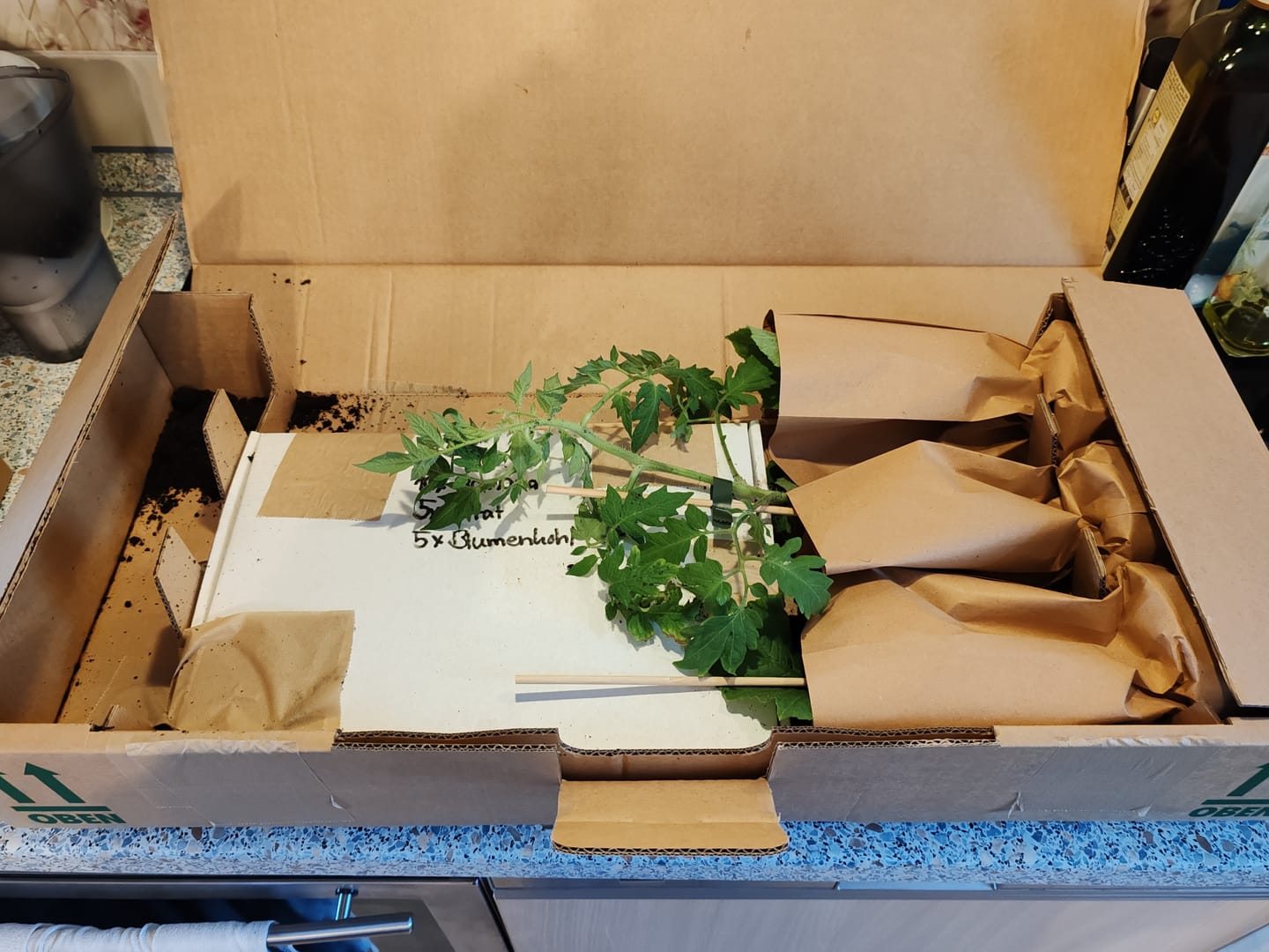 Customer photo review of Fleischtomate 'Ananas', Bio-Jungpflanze