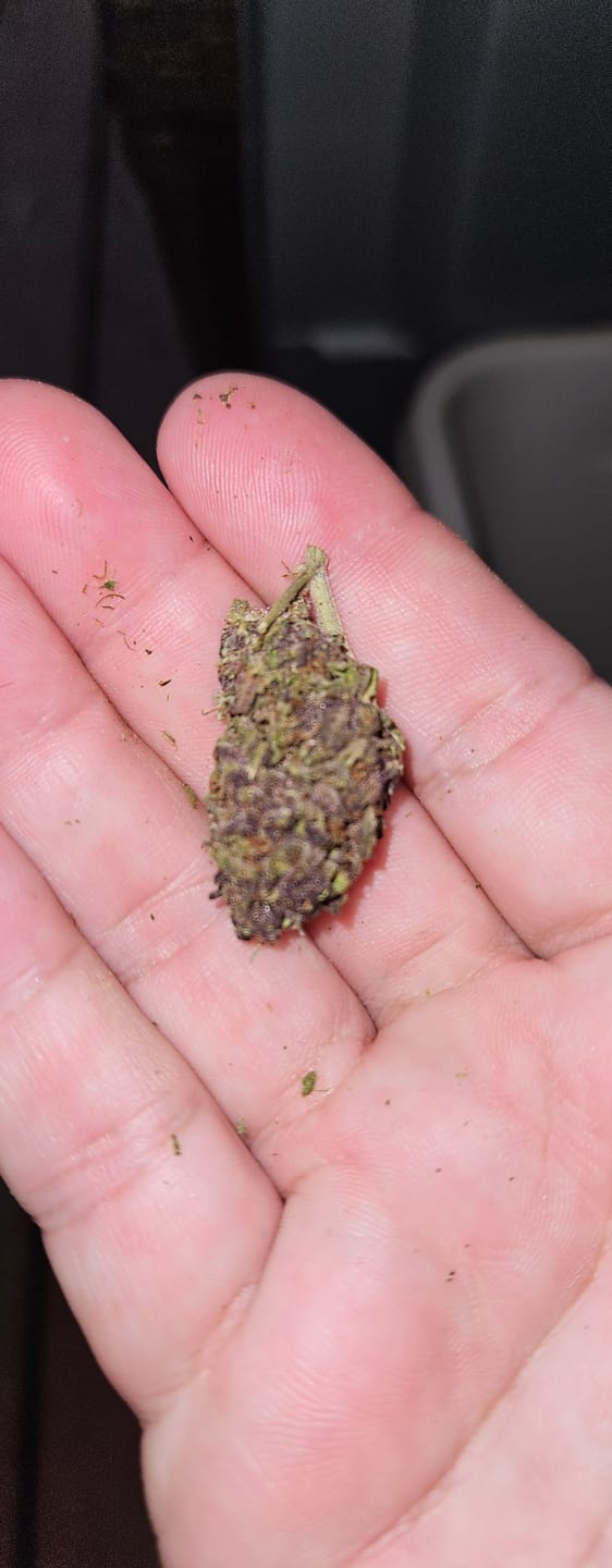 Customer photo review of Granddaddy Purple - 14 Grams - Indica