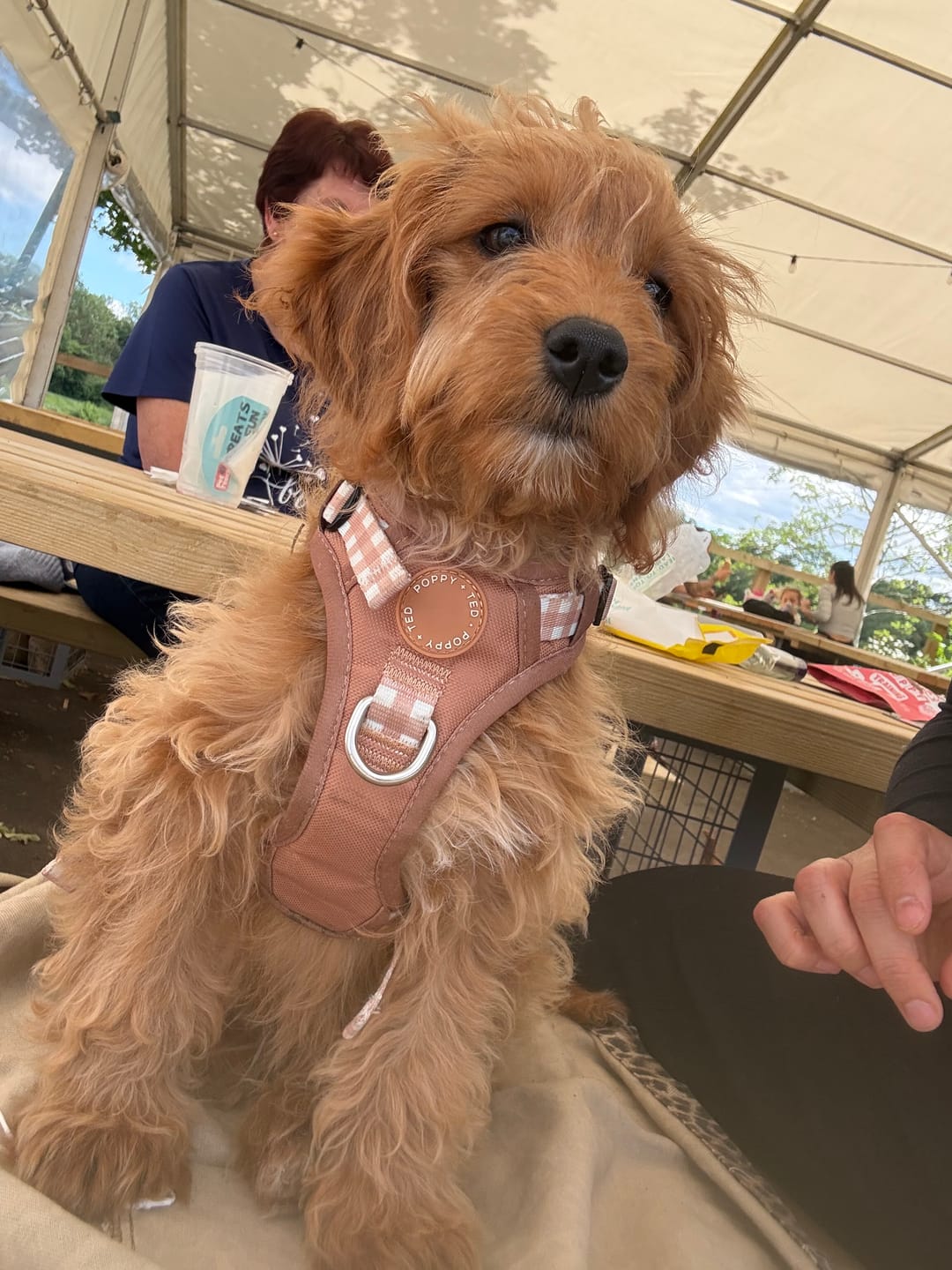 Customer photo review of Luxe Collection | 3-Click Tough Harness | Tan Plaid