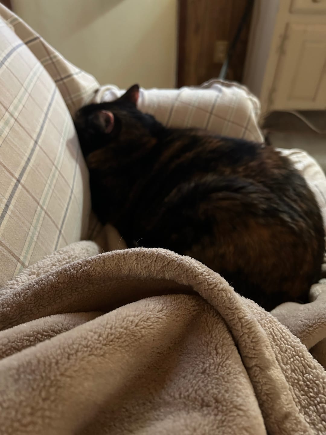 Customer photo review of 3x Blisso Advanced Cat Probiotic