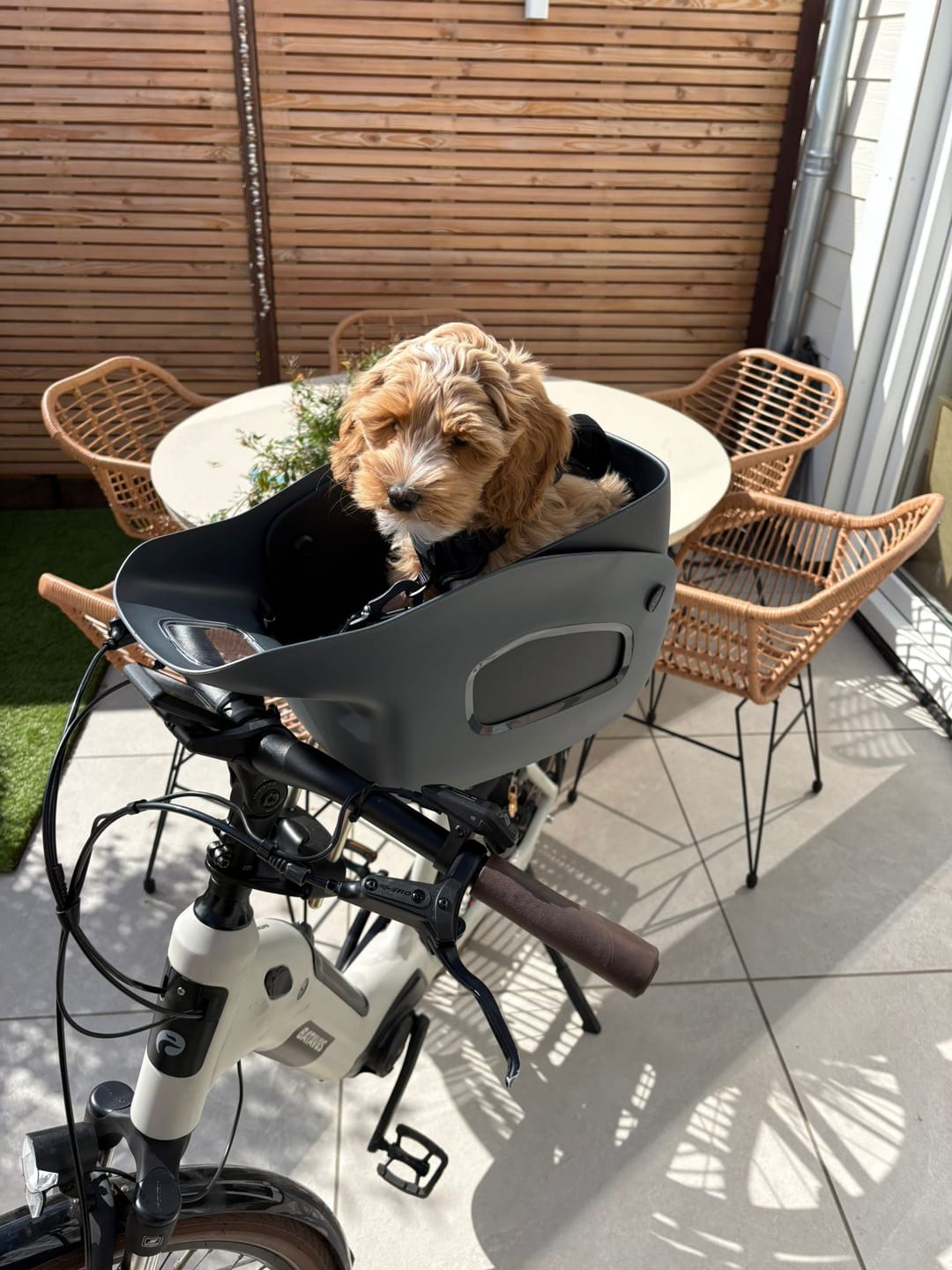 Customer photo review of Kvisp Dog Bike Carrier
