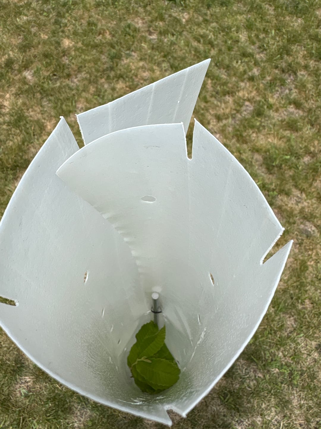 Customer photo review of Hybrid Chestnut