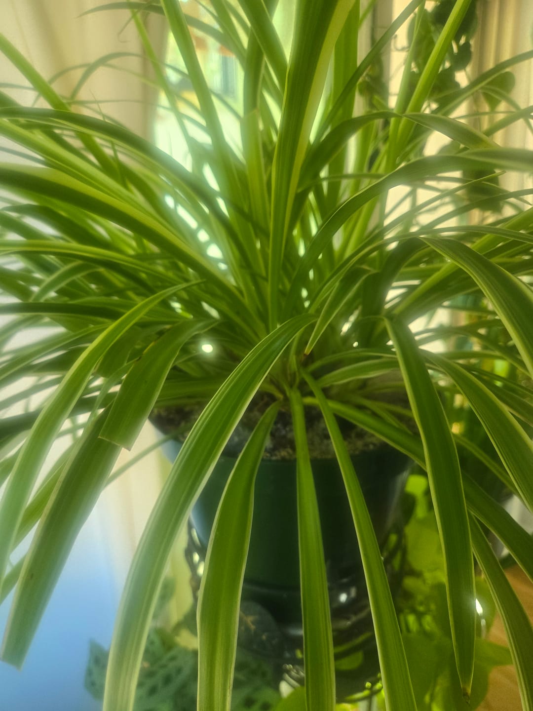 Customer photo review of Kelpy Food for Plants