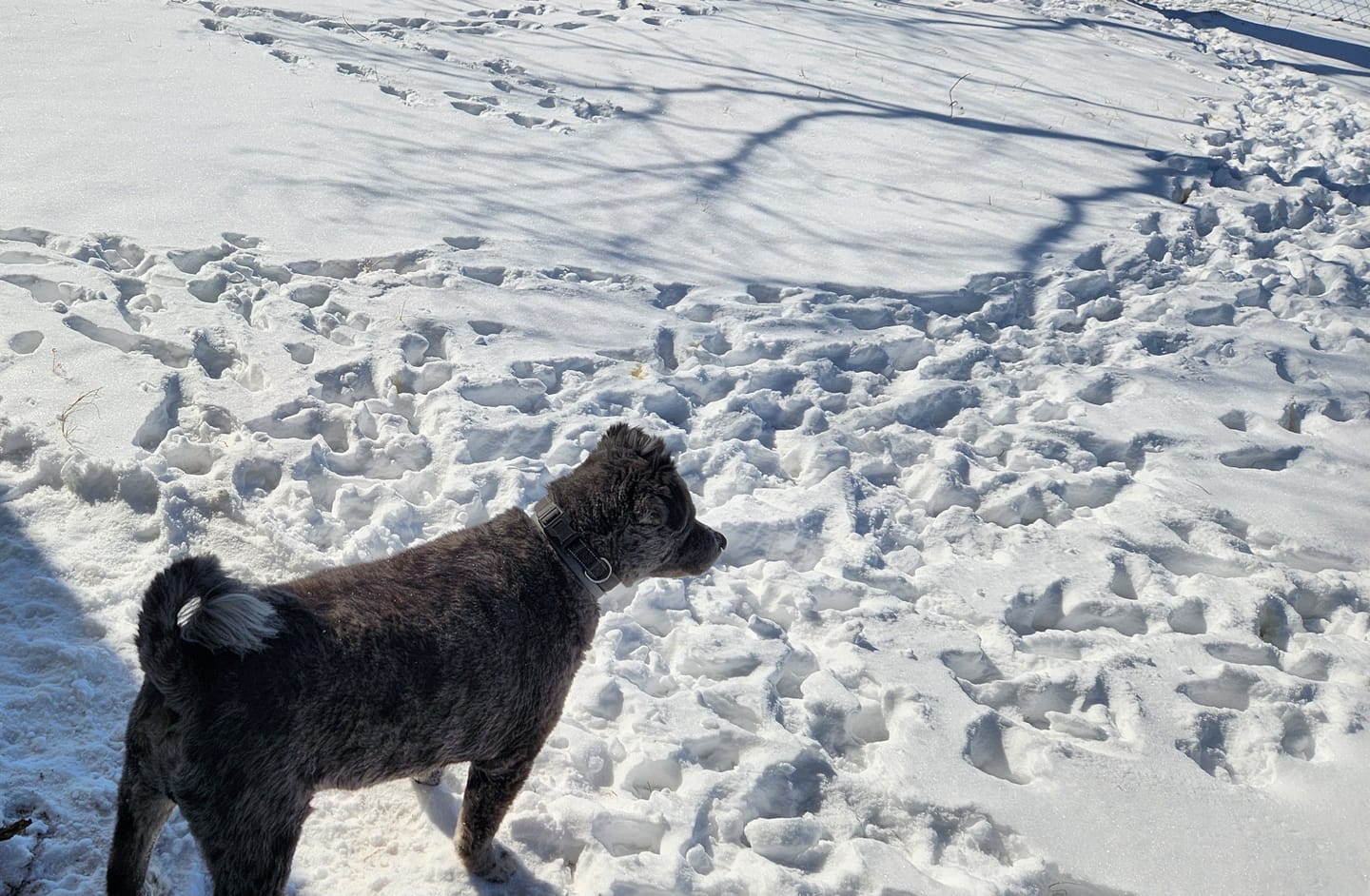 Customer photo review of OptiWize Collagen +Plus Dog and Cat Joint Health Supplement