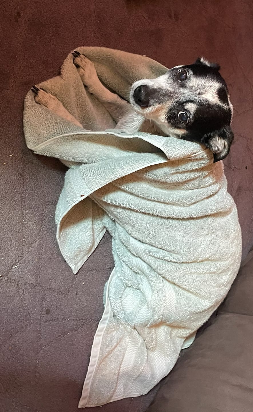 Customer photo review of Paw Licker Bundle