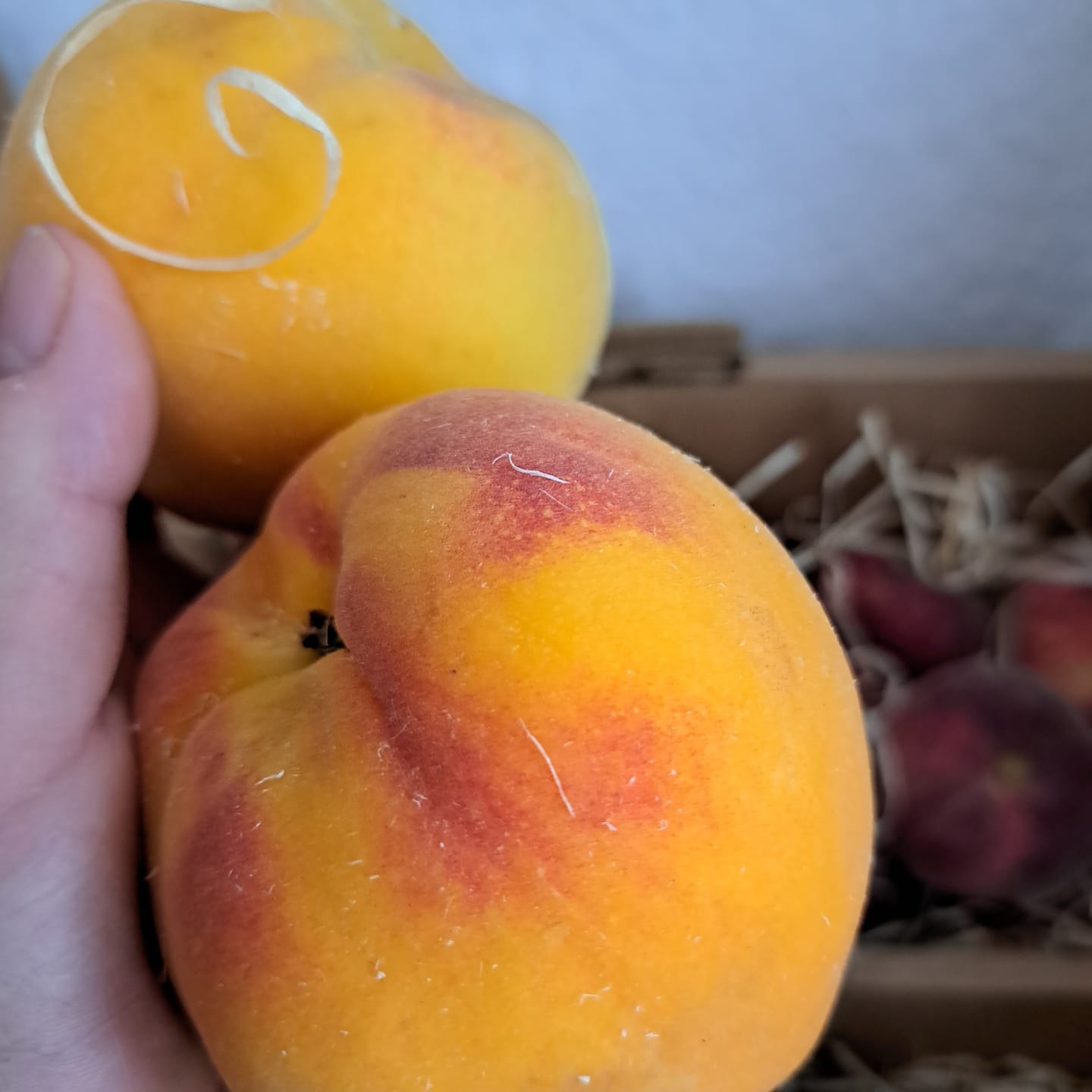 Customer photo review of Pfirsich gelb "Romea" Bio von Nicolas