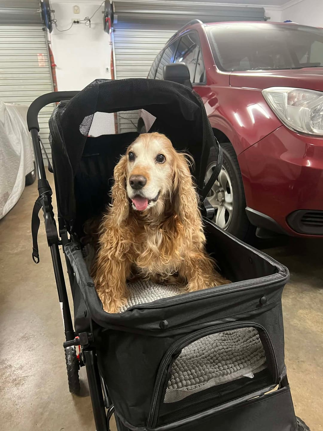 Customer photo review of Pet Dog Stroller Pram 4 Wheels