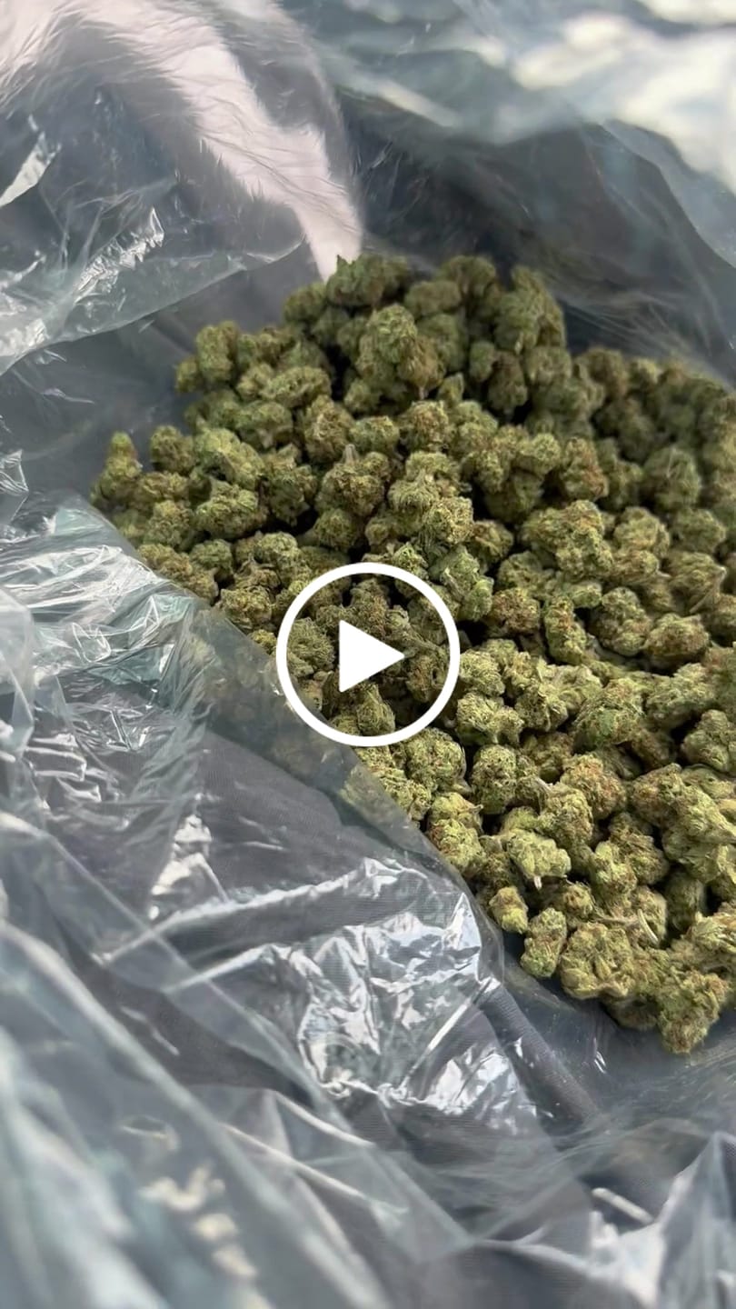 Customer video review of Blueberry Muffins Minis - Bulk Minis - Indica
