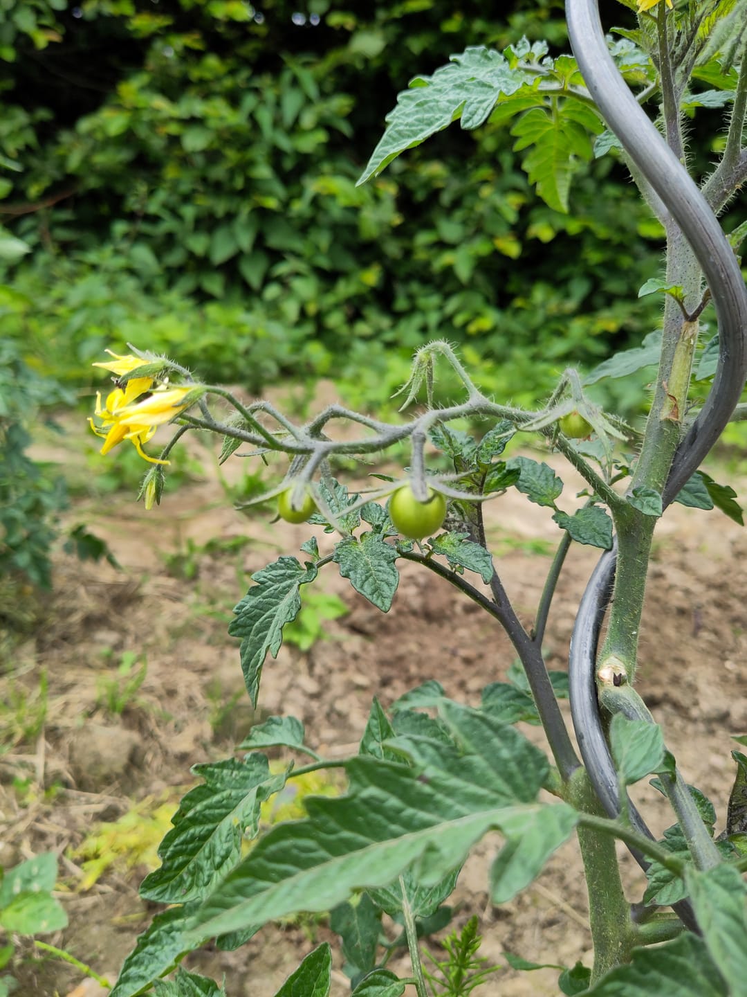 Customer photo review of Freiland-Cocktailtomate ‘Primabella’, Bio-Jungpflanze