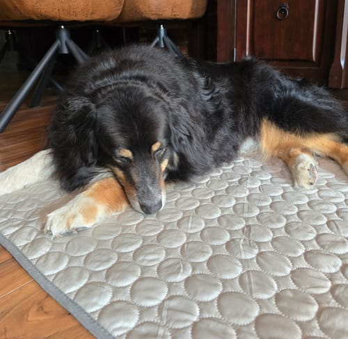 Customer photo review of CoolingMat - Hundekühlmatte