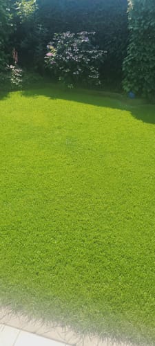 Rezensent zeigt einen kräftigen, tiefgrünen Rasen nach der Anwendung des RASENBLITZ™ Sommerdüngers.