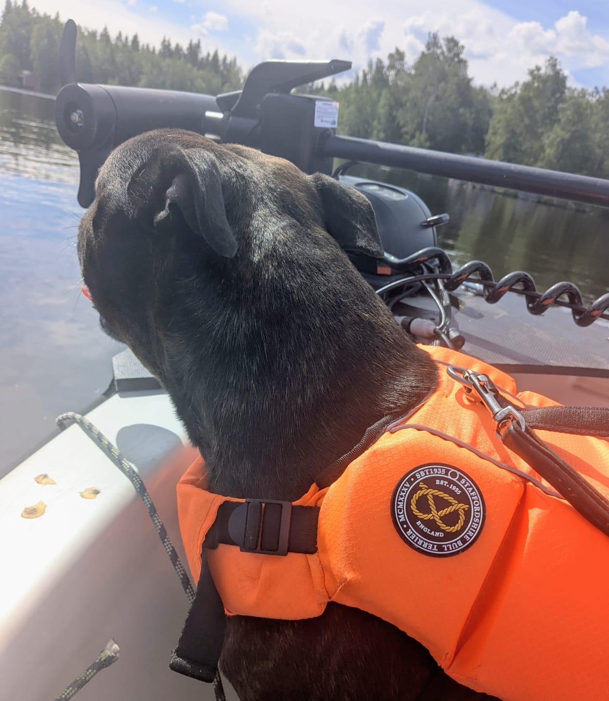 Customer photo review of Staffordshire Bull Terrier 1935® Life Jacket - Neon Orange