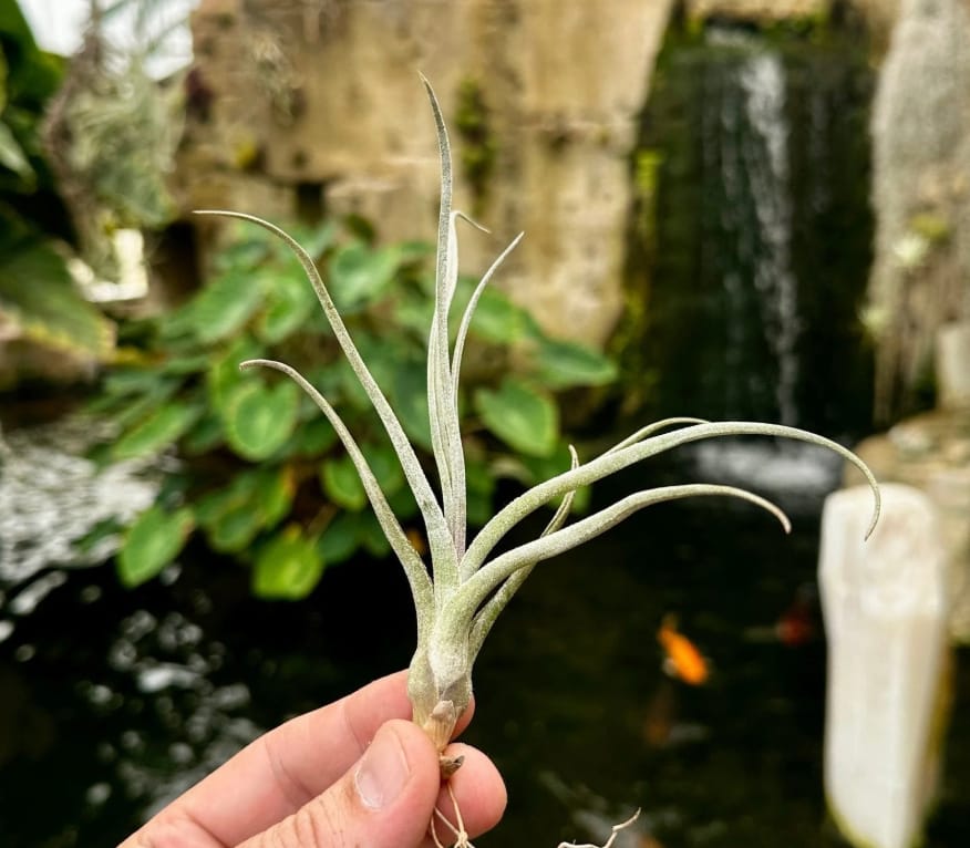 Customer photo review of 10 Pack Premium Air Plants Mix  *Cannot Be Shipped Internationally*