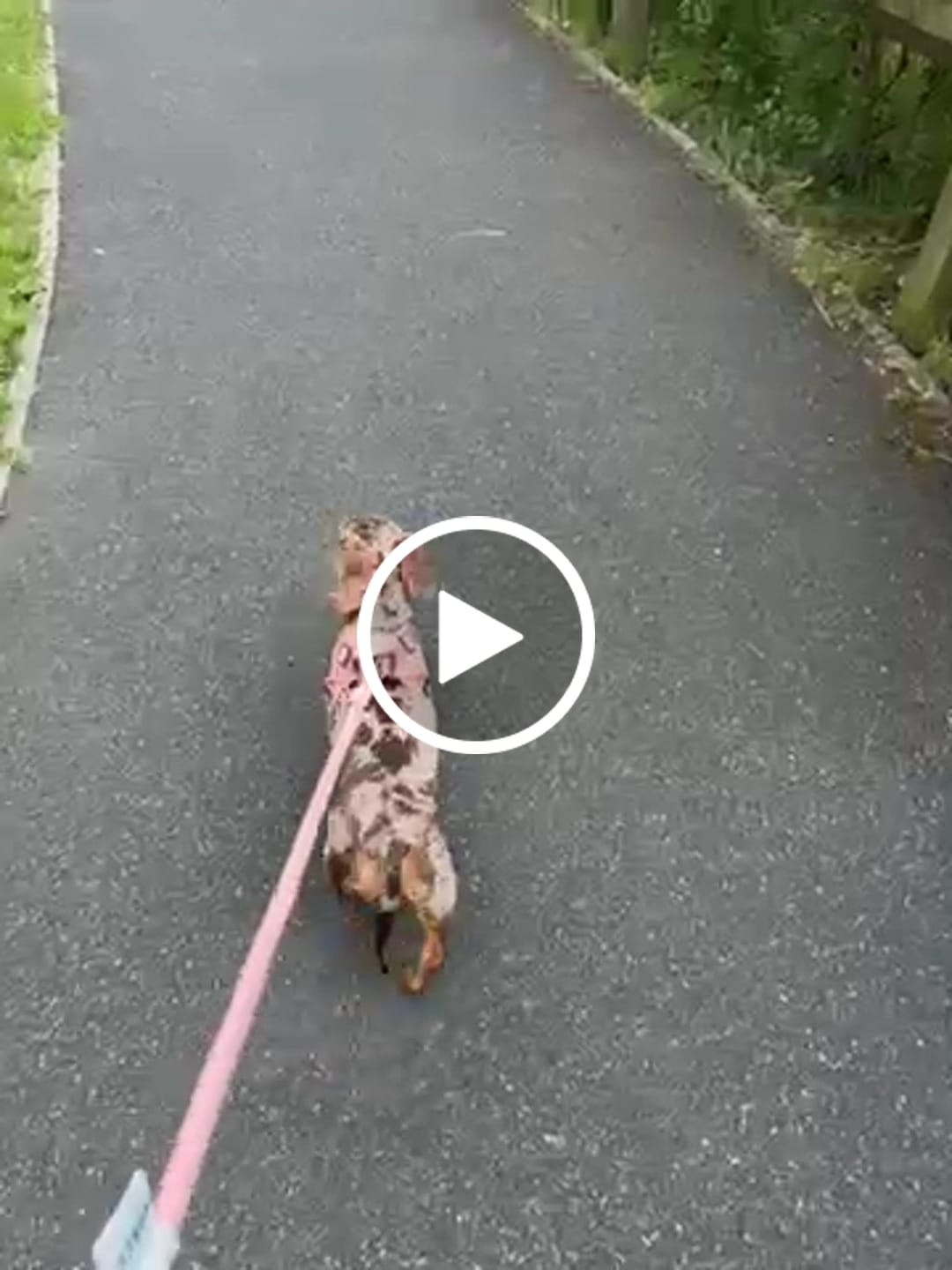 Customer video review of Boomerang Harness - XS-M Breeds - Carminerose