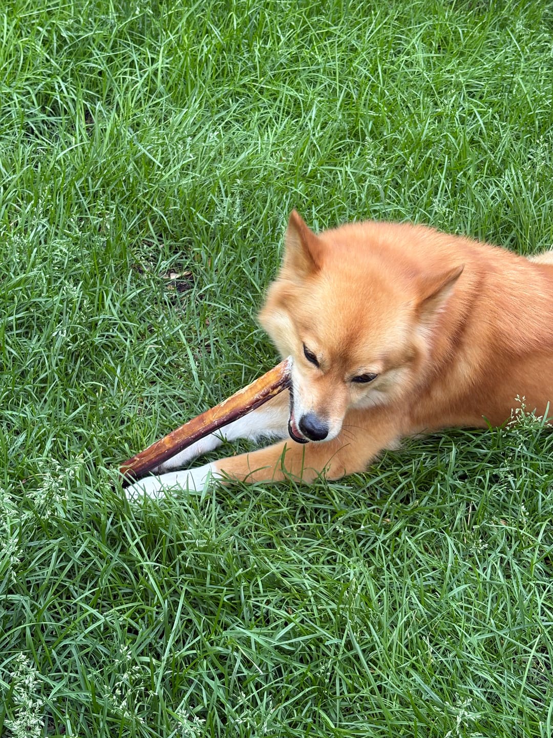 Customer photo review of 6 Inch Monster Bully Stick