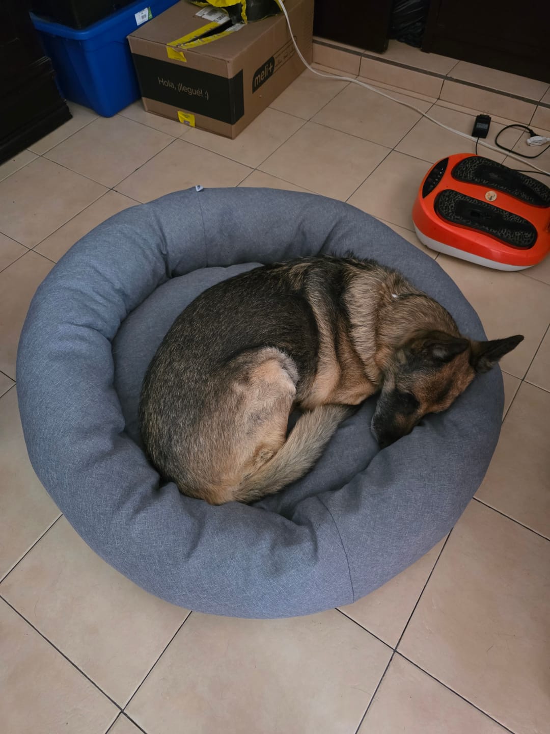 Customer photo review of Funda Lino para Cama Antiestrés para Perros