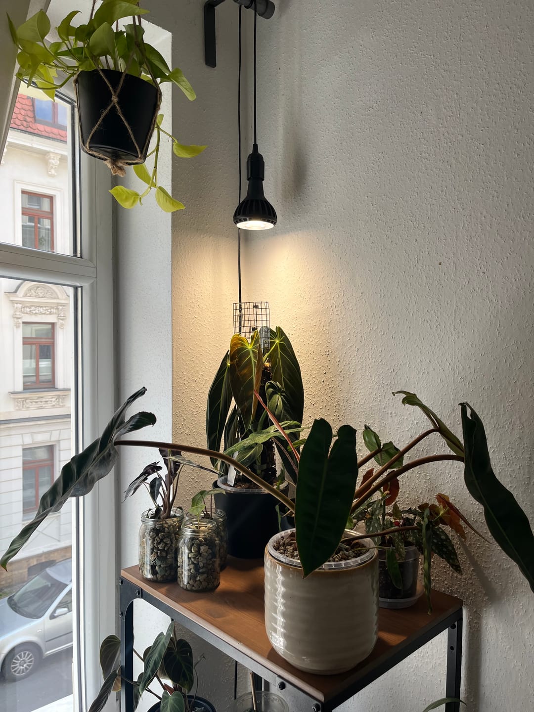 Customer photo review of Pianta LED Pflanzenlampe: Schwarz