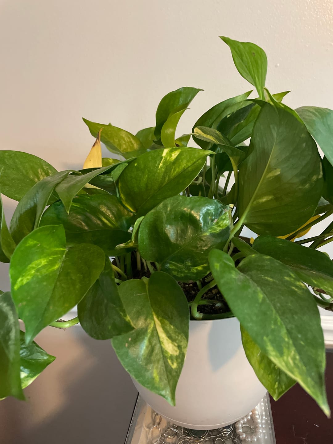 Customer photo review of Houseplant Pest Spray