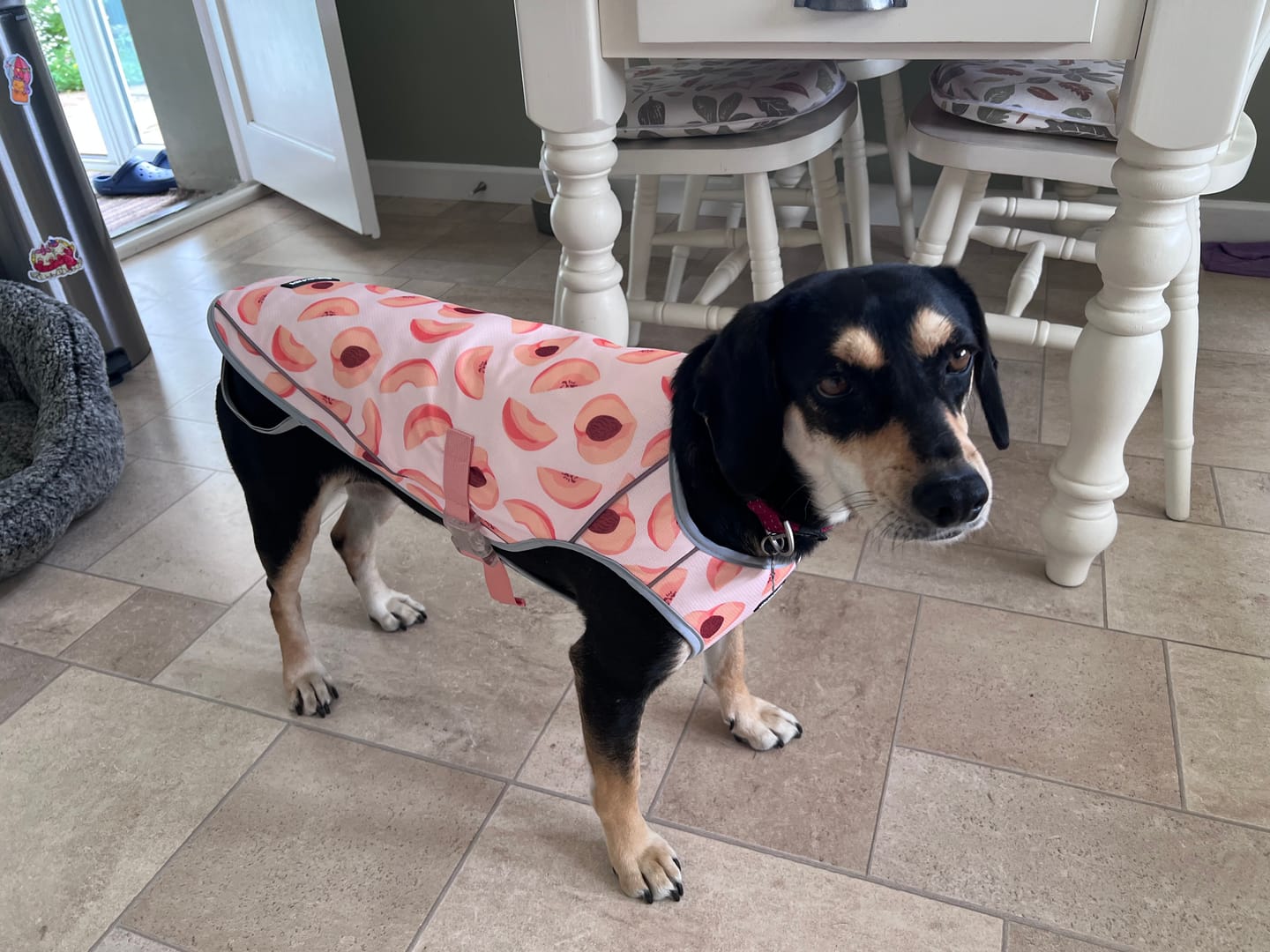 Customer photo review of Chilltech™ Dog Cooling Vests