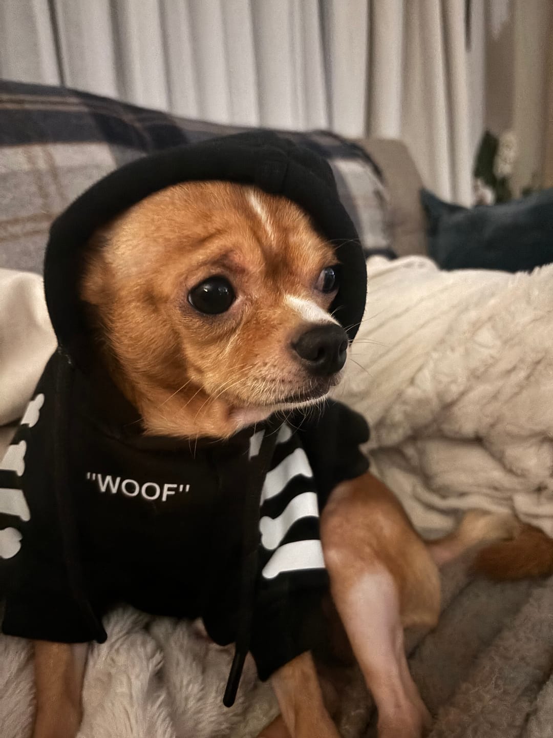 Customer photo review of "WOOF" Dog Hoodie - Black & Reflective