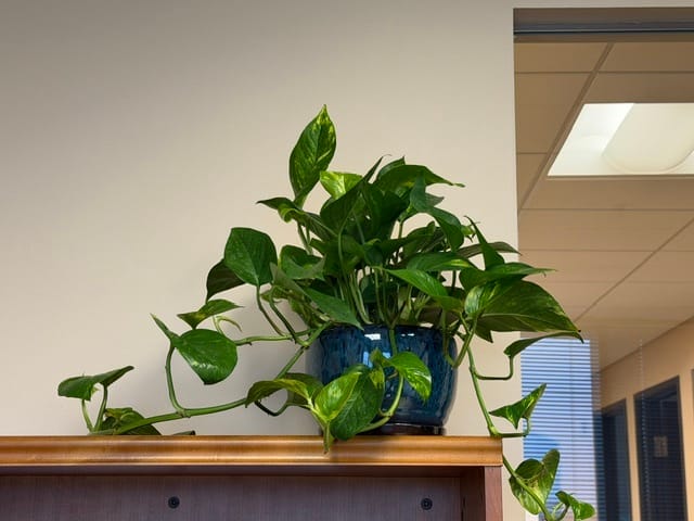 Customer photo review of Pothos Golden, Devil's Ivy