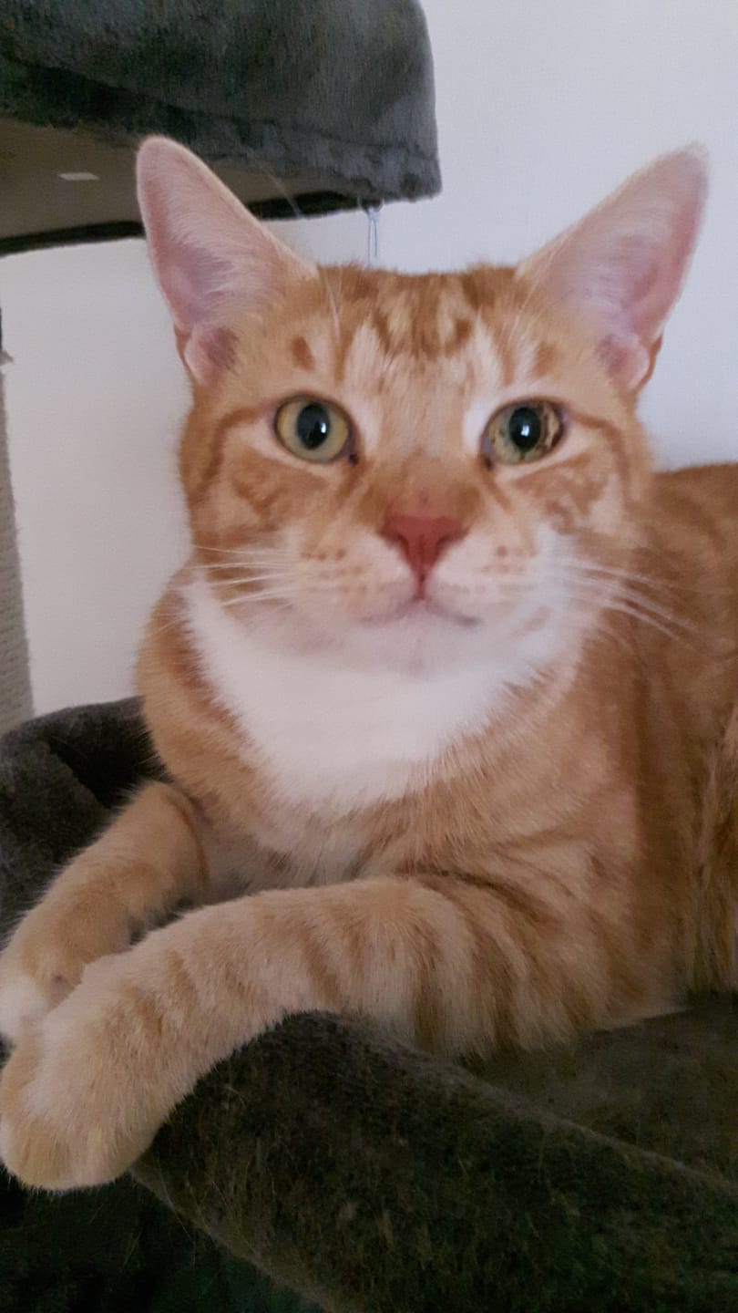 Customer photo review of Naturreines Katzenstreu