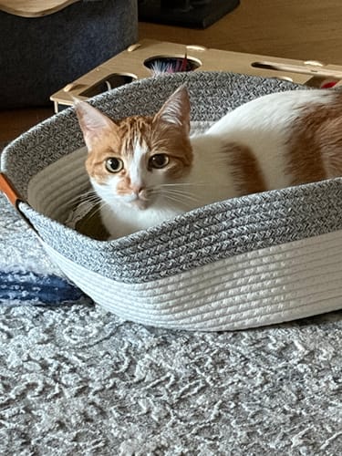 Customer photo review of Instinct Basket | Meet the first research-backed natural territory for indoor cats