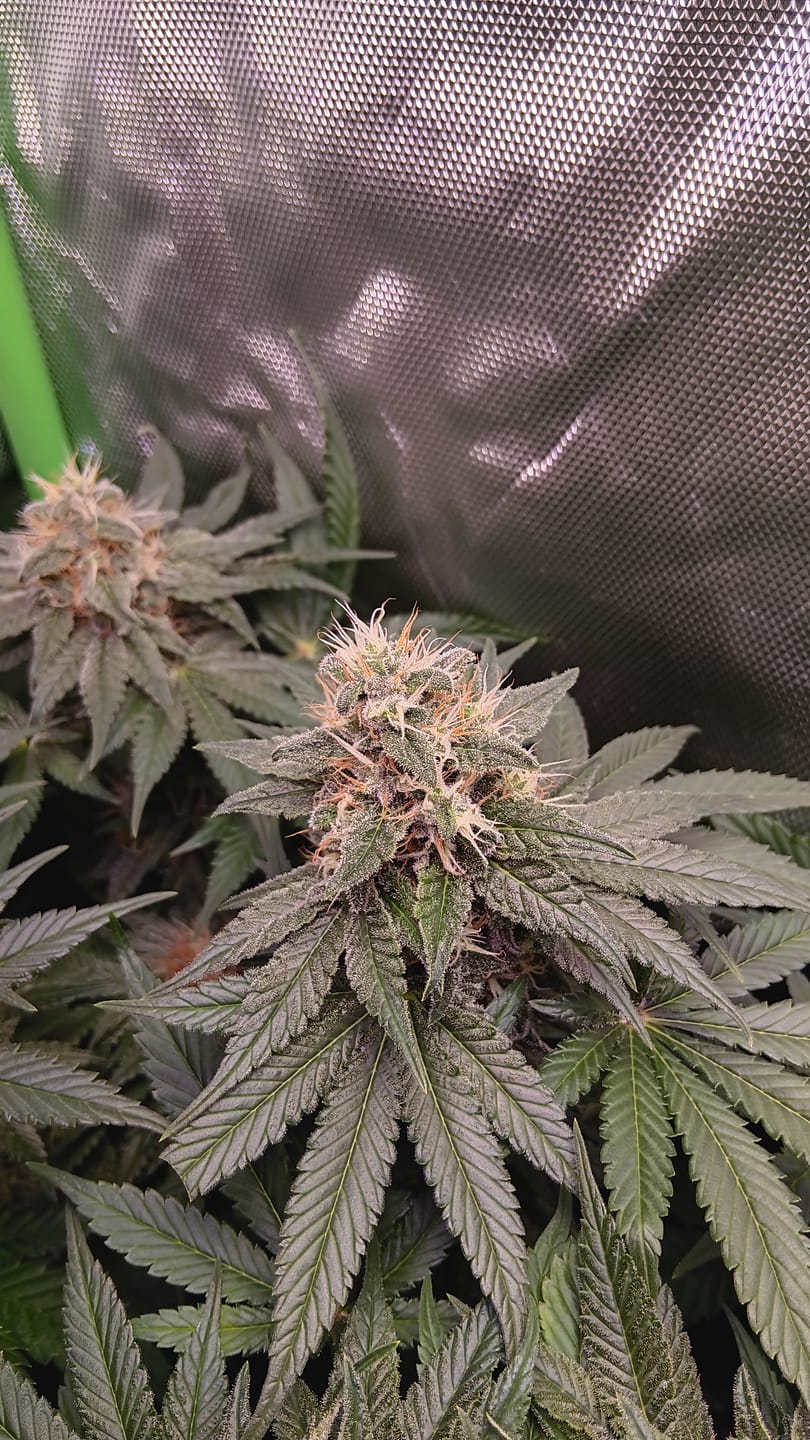 Customer photo review of Forbidden Fruit Samen Feminisiert