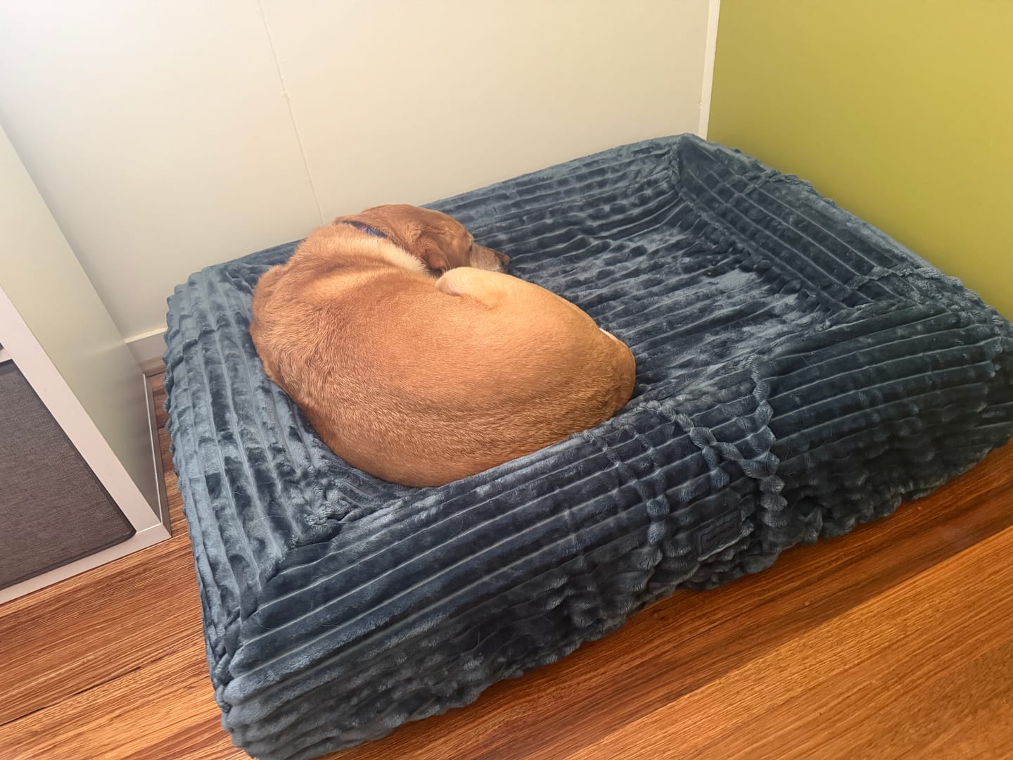 Customer photo review of Dune Plush EasyFit Cover