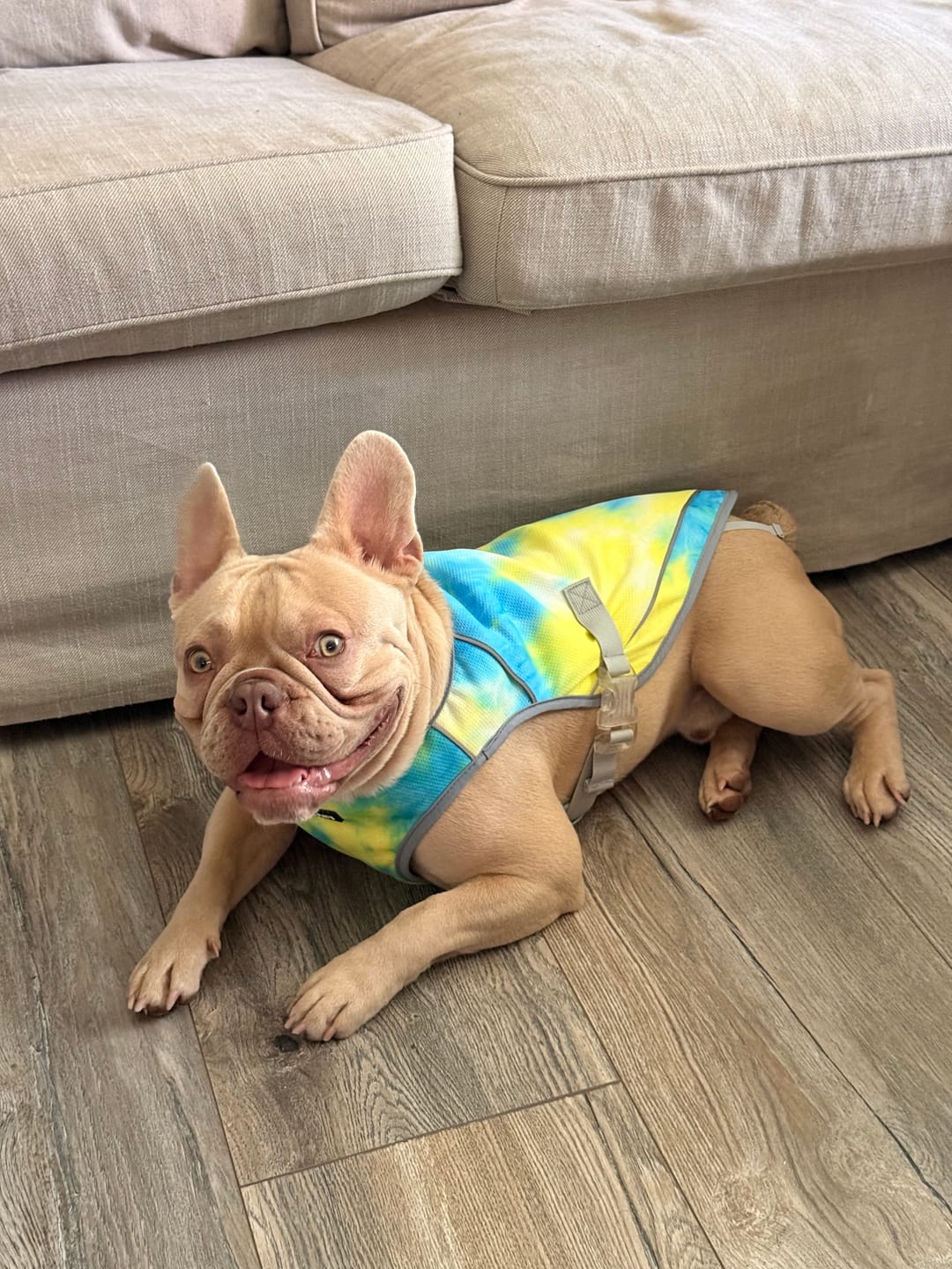 Customer photo review of Chilltech™ Dog Cooling Vests