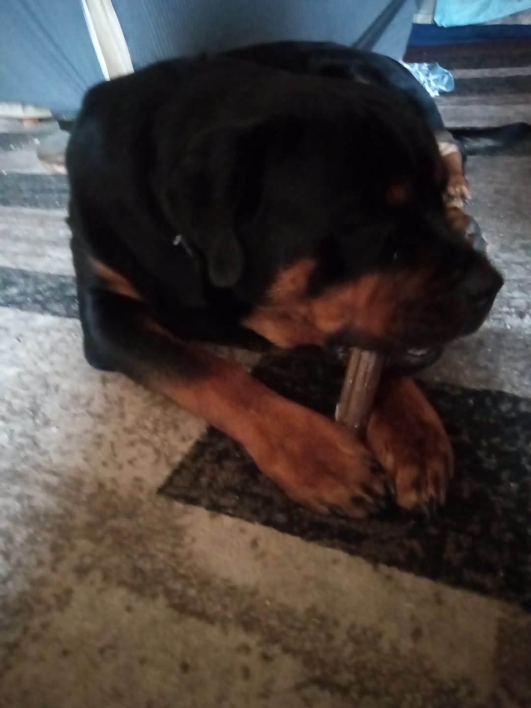 Customer photo review of Smoked Bully Sticks