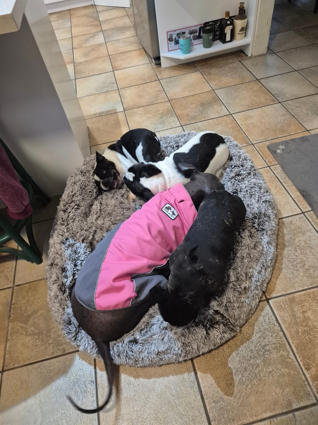 Customer photo review of Calming Pet Bed with Removable Cover