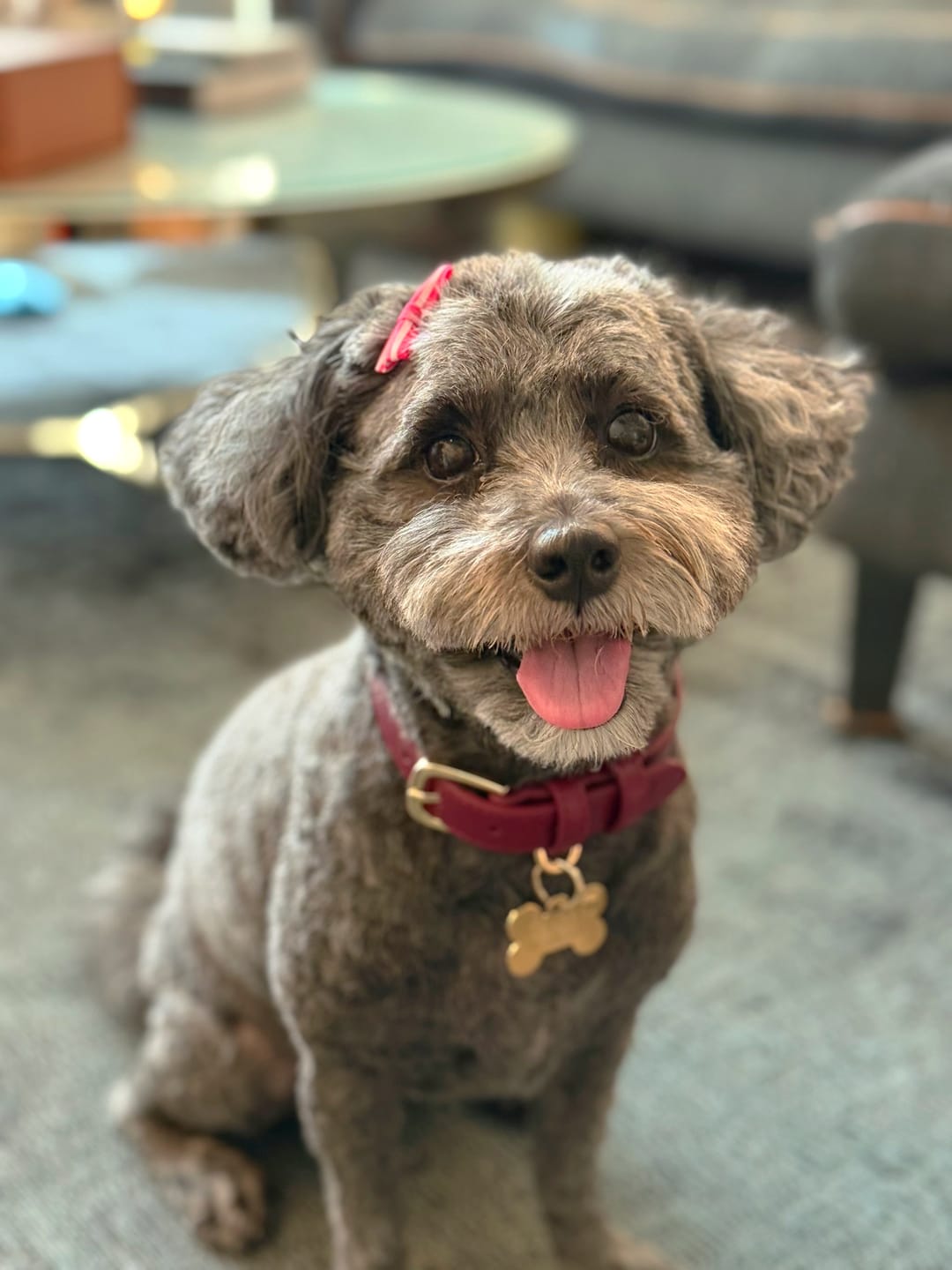Customer photo review of Mulberry Dog Lead