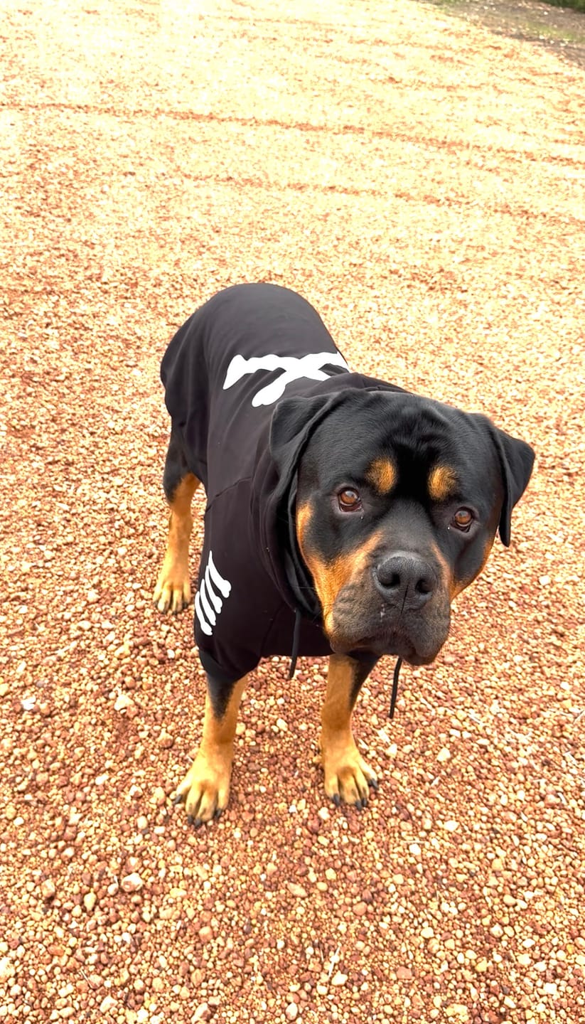 Customer photo review of "WOOF" Dog Hoodie - Black & Reflective